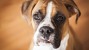 Eye Ulcers: A Common Condition in Boxers and Other Adult Dogs