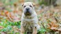 Glomerular Disease in Dogs