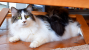 Keep your cat happy with multiple litter boxes 