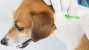 Removing a tick on a dog