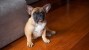 Malignant Melanomas in Dogs