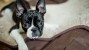 Neoplasia in Dogs