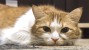 Acute Pancreatitis in Cats