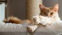 What Are Preventive Care Plans and How Can They Help Your Cat?