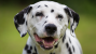Proteinuria in Dogs