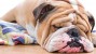 Skin Fold Pyodermas: What are Those Bulldog Wrinkles Hiding?