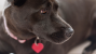 Surprising Do's and Don'ts for Pet Tags