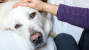 What to Expect from Your Senior Dog’s Checkup