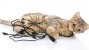 Why Does My Cat Chew Electrical Cords?