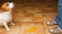 Why Is My Dog Suddenly Peeing on the Floor?