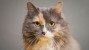 Your Cat’s War against Big, Bad, Infectious Diseases