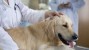 Preventive Care: Why Does My Pet Need a Checkup?