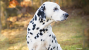 Dalmatian