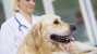 Reducing Your Dog's Fear of the Veterinarian