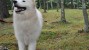 Samoyed