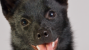 Schipperke