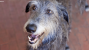 The Scottish Deerhound