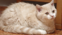 Selkirk Rex