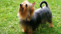 Silky Terrier