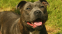 Staffordshire Bull Terrier