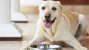 Study Looks at Nutritional Management of Canine Epilepsy 