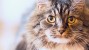 Ten Common Causes of Kidney Disease in Cats