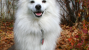American Eskimo Dog