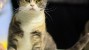 The American Wirehair