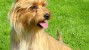 Australian Terrier