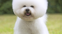 Bichon Frise