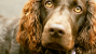 The Boykin Spaniel