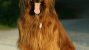 The Briard 