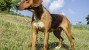English Foxhound