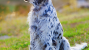 English Setter