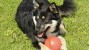 The Finnish Lapphund