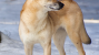 Finnish Spitz