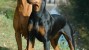 German Pinscher