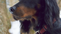 The Gordon Setter