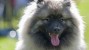 The Keeshond