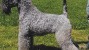 Kerry Blue Terrier