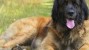 The Leonberger