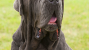 Neapolitan Mastiff