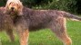 The Otterhound