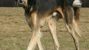 Saluki