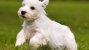 Sealyham Terrier