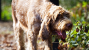 Spinone Italiano