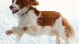 The Welsh Springer Spaniel