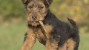 The Welsh Terrier