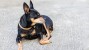 Miniature Pinscher laying down