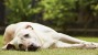 Tremors in Dogs: Could My Dog Be Poisoned?